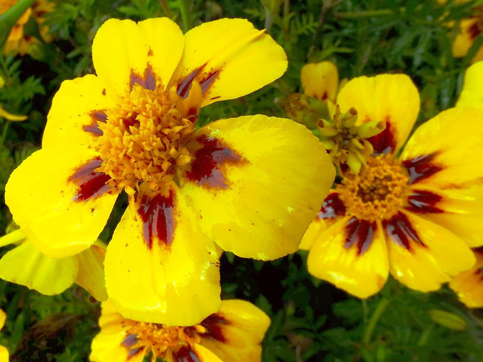 Tagetes lunulato 4