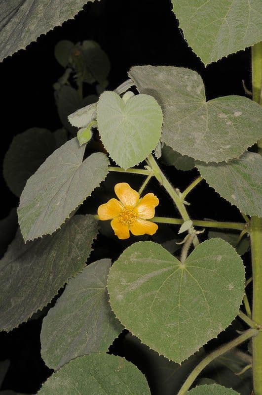 Abutilon 11