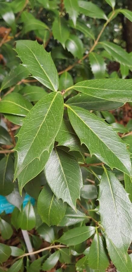 Osmanthus 4