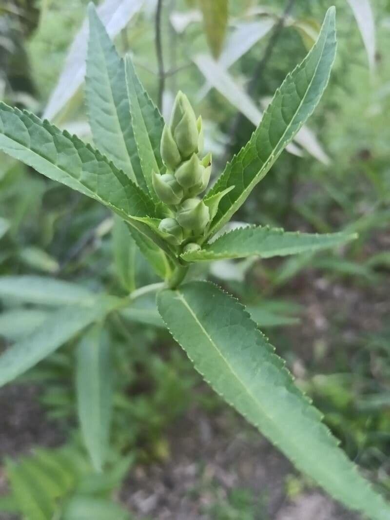 Chelone 11