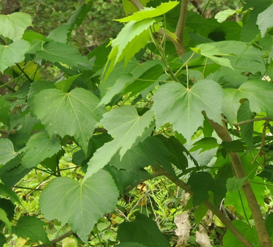 Melanolepis 5