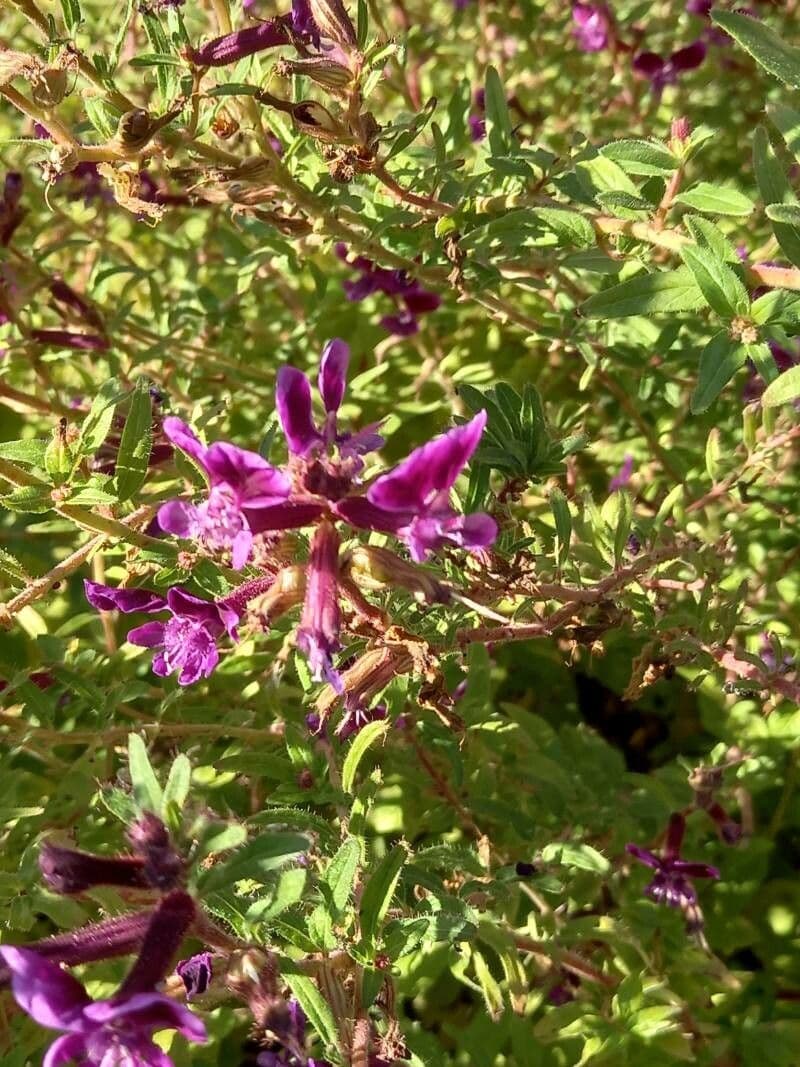 Cuphea lanceolata