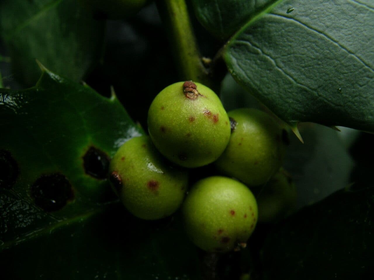 Ilex 2