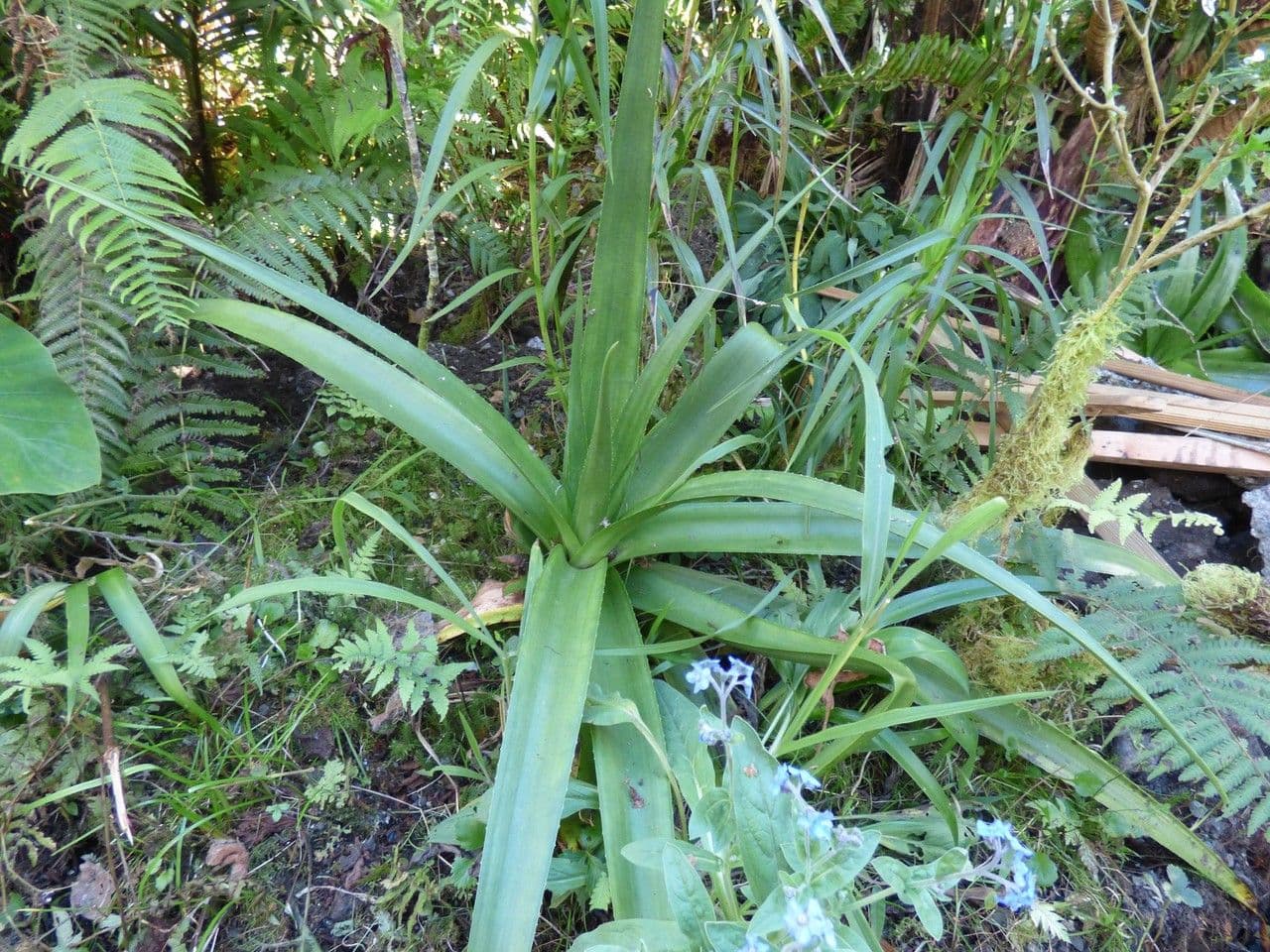 Aloe 11