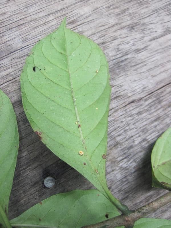 Psychotria cupularis 4