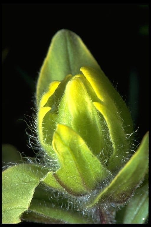 Castilleja
