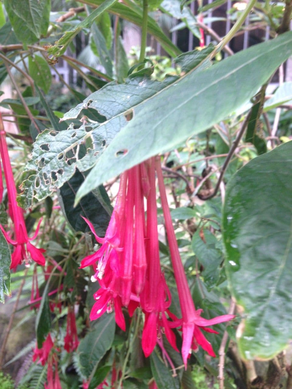 Fucsia 4