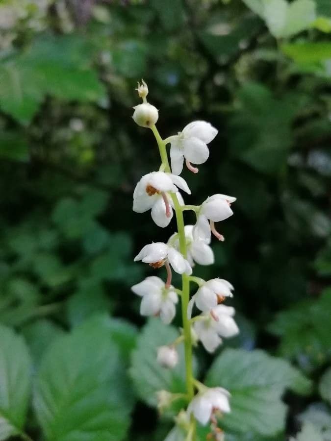Round-leaf wintergreen 6