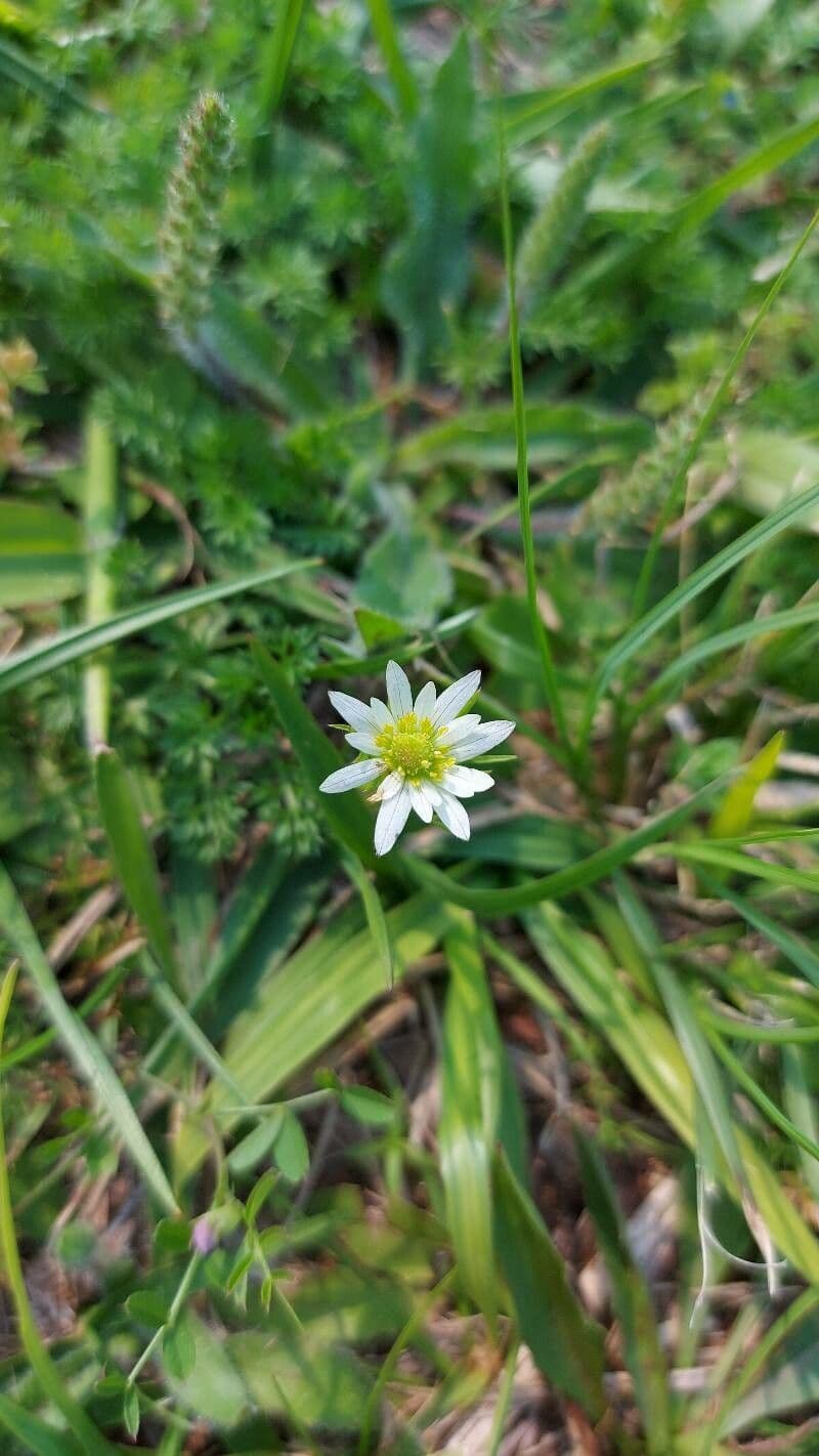 Süße Anemone 3