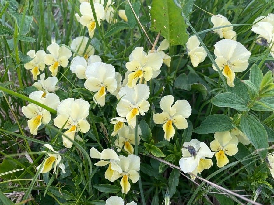 Viola gialla 7