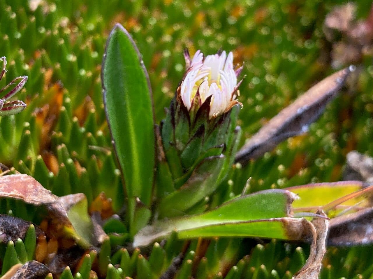 Oritrophium limnophilum 6
