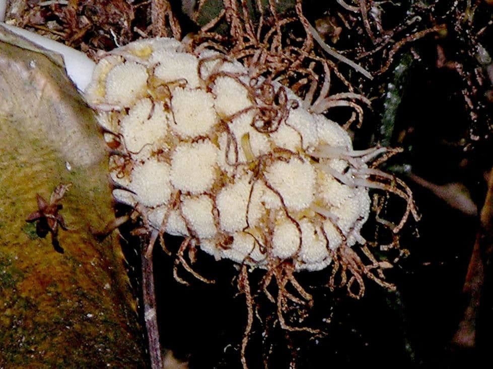 Asplundia 4