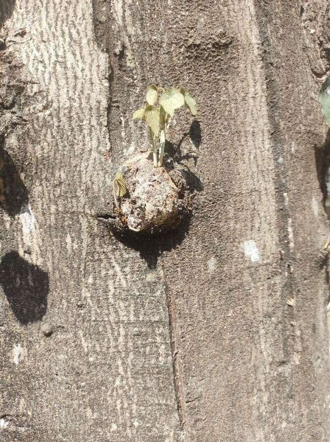 Pterospermum 17