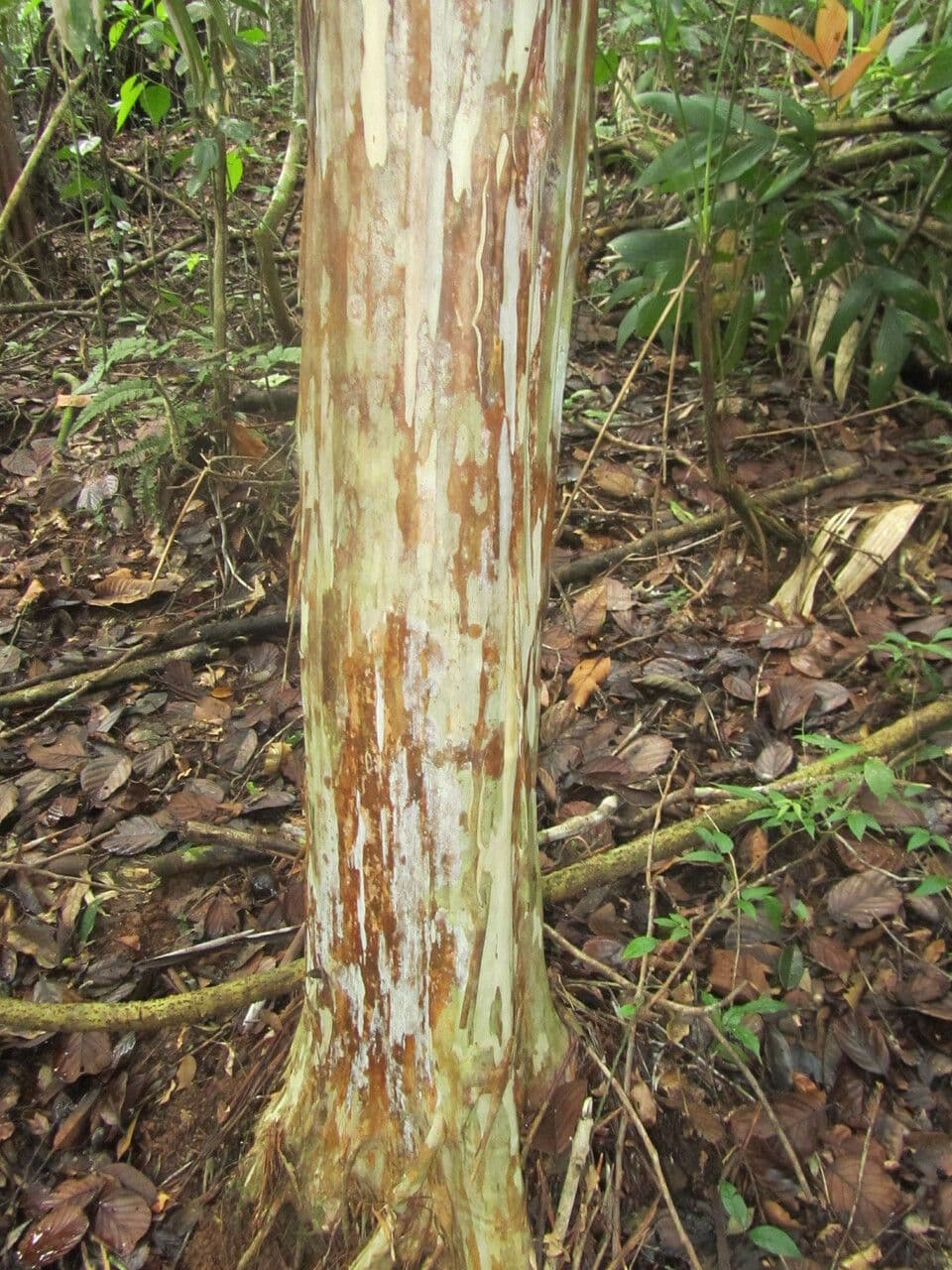 Myrciaria 11