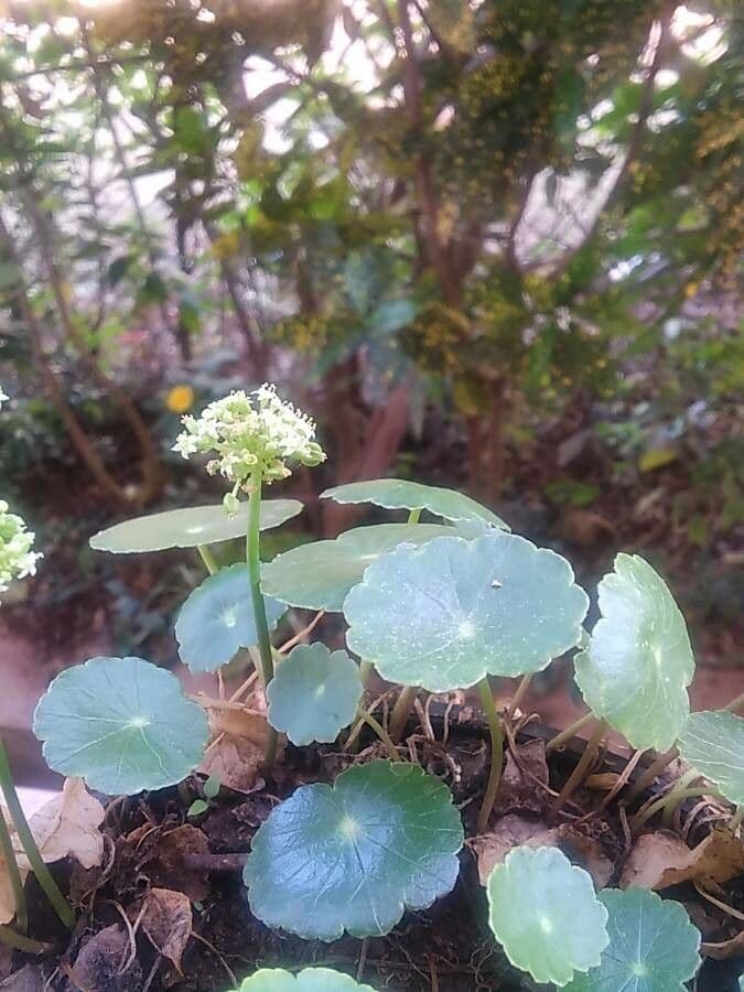 Hydrocotyle bonariensis 3