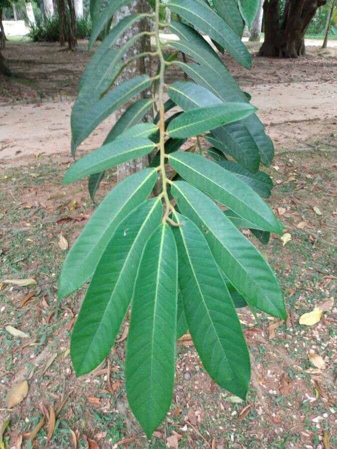 Surinam-Baum 2