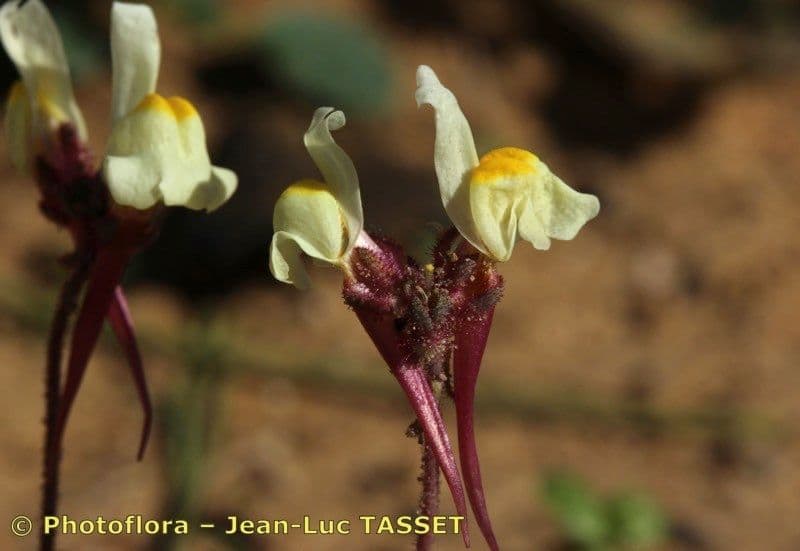 Linaria ametista 15