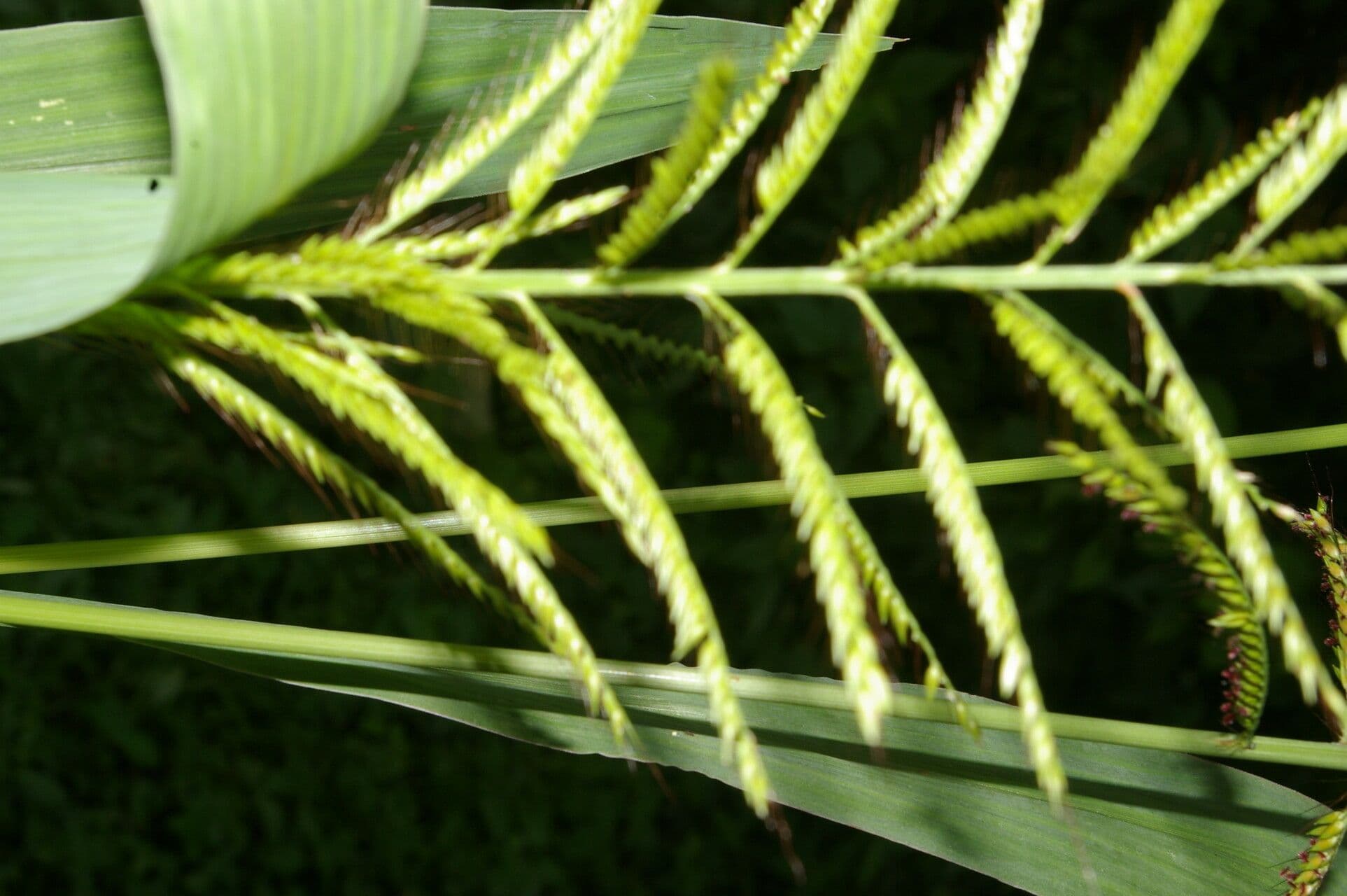 Erba gru 7