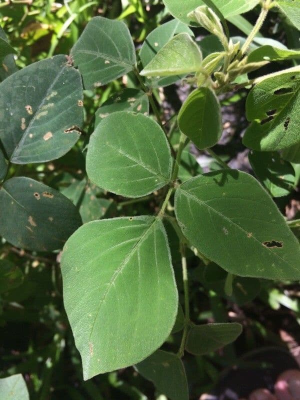 Desmodium 17