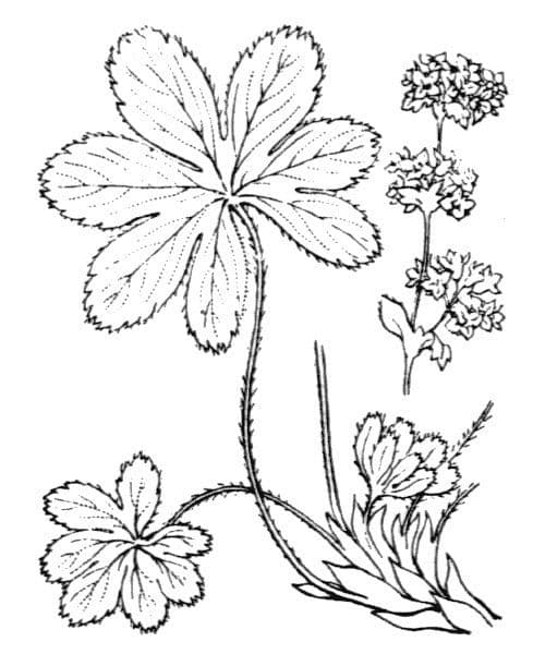 Alchemilla congiunta 16
