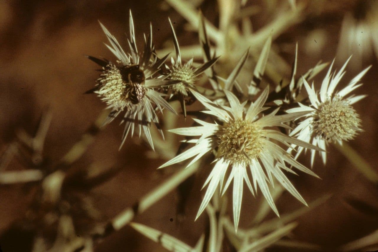 Eryngium eterofillo 3