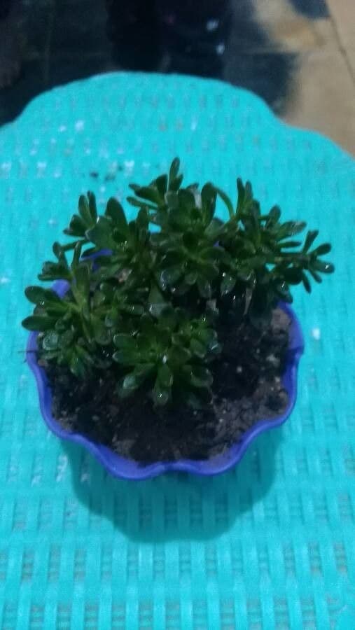 Aeonium sedifolium 2