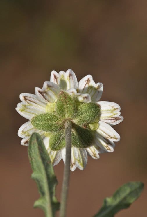 Graues Melampodium 3