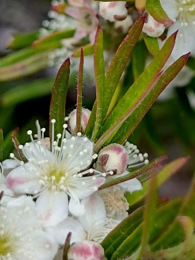 Variable tea-myrtle 9