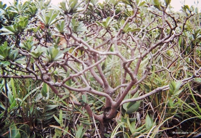 Apiopetalum 5