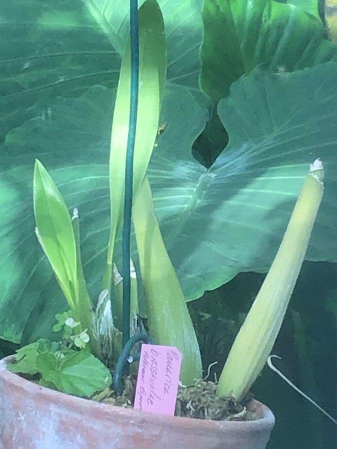 Orchidea Brassavola 6