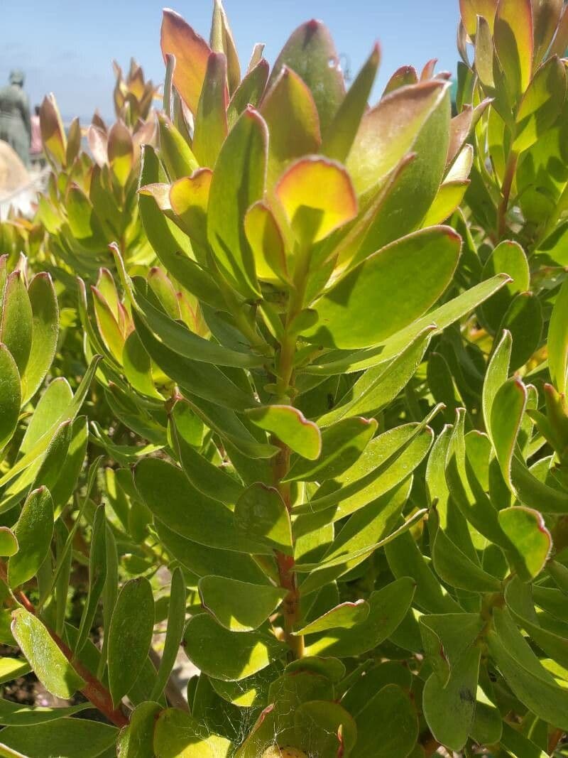 Leucadendron 8