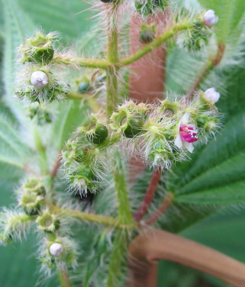 Miconia 2