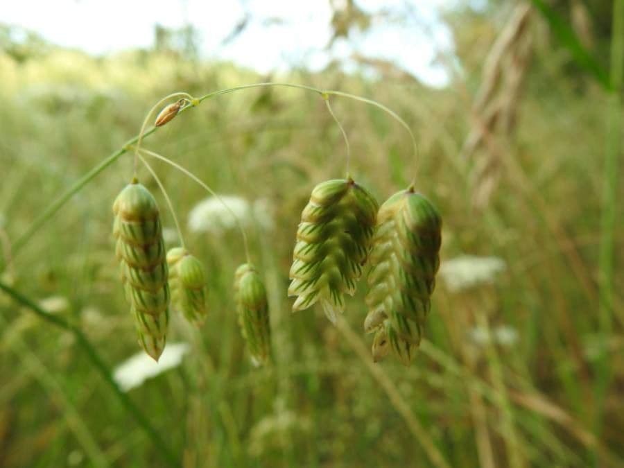 Sonaglini