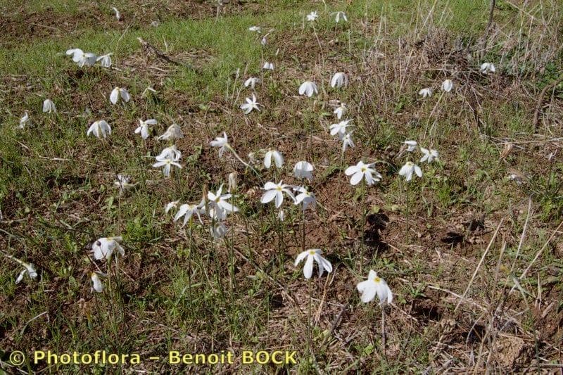 Narcisse d'automne 11