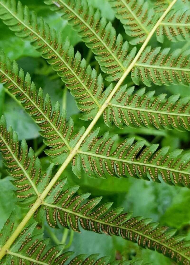 Thelypteris