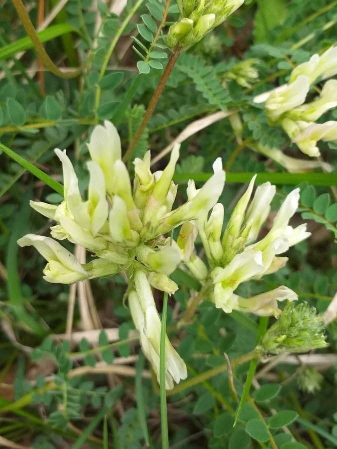 Astragalus hamosus 7