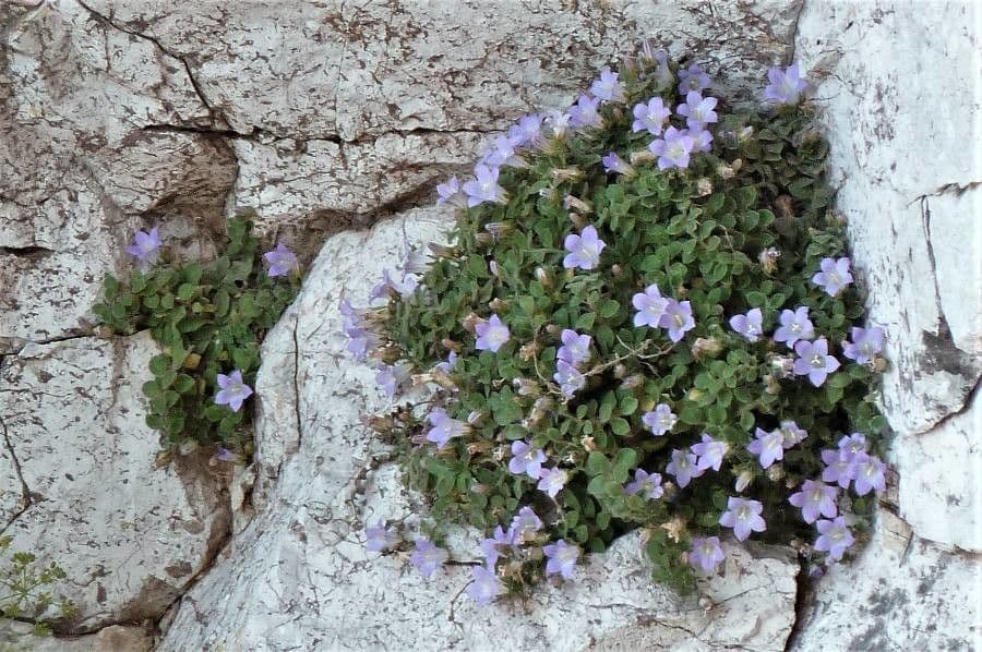 Campanula mollis 10
