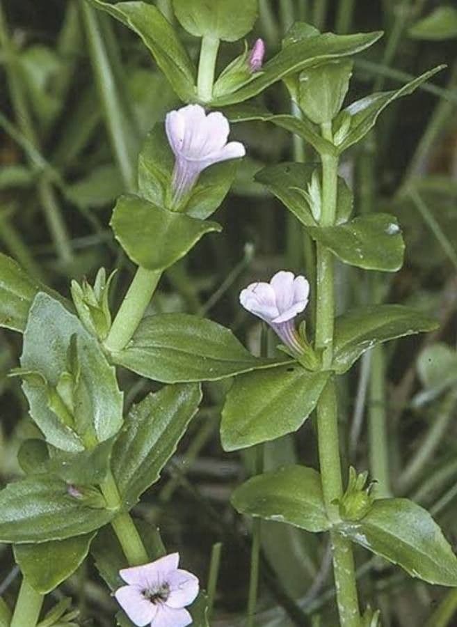 Gratiola 2