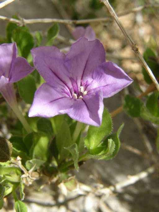 Petunia selvatica di Parry 2