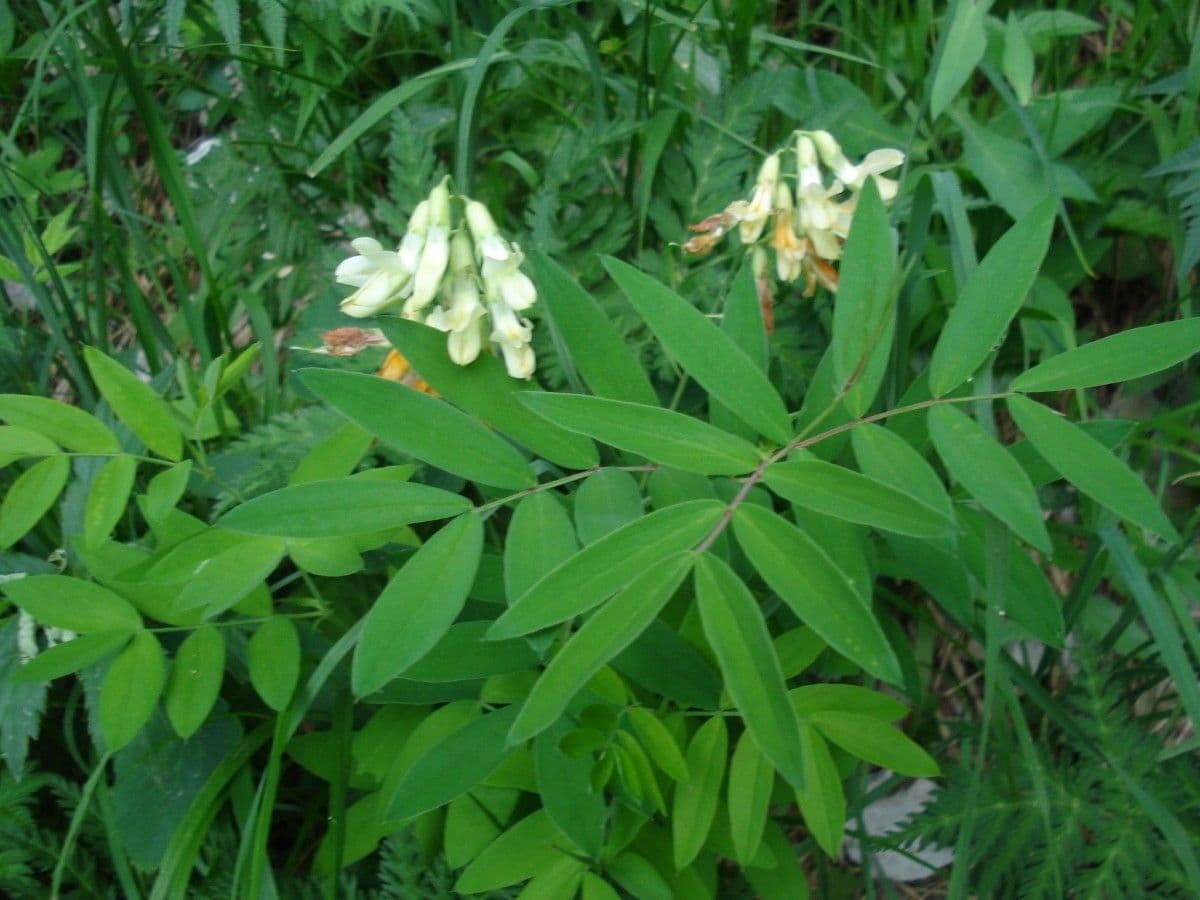 Astragalo 8