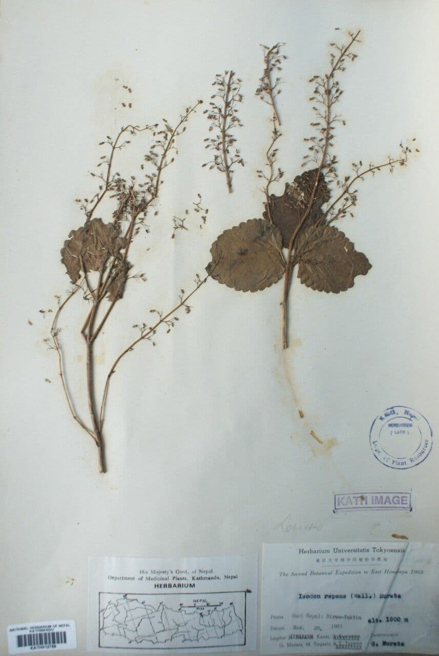 Isodon 7