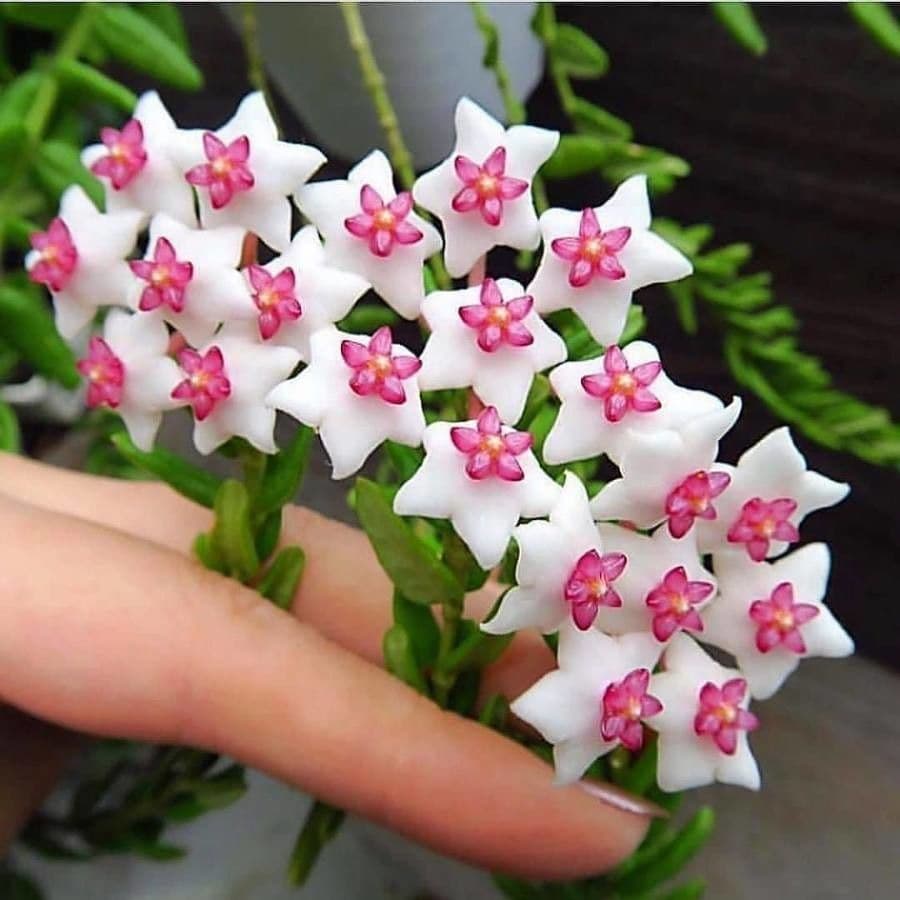Wachblume 5