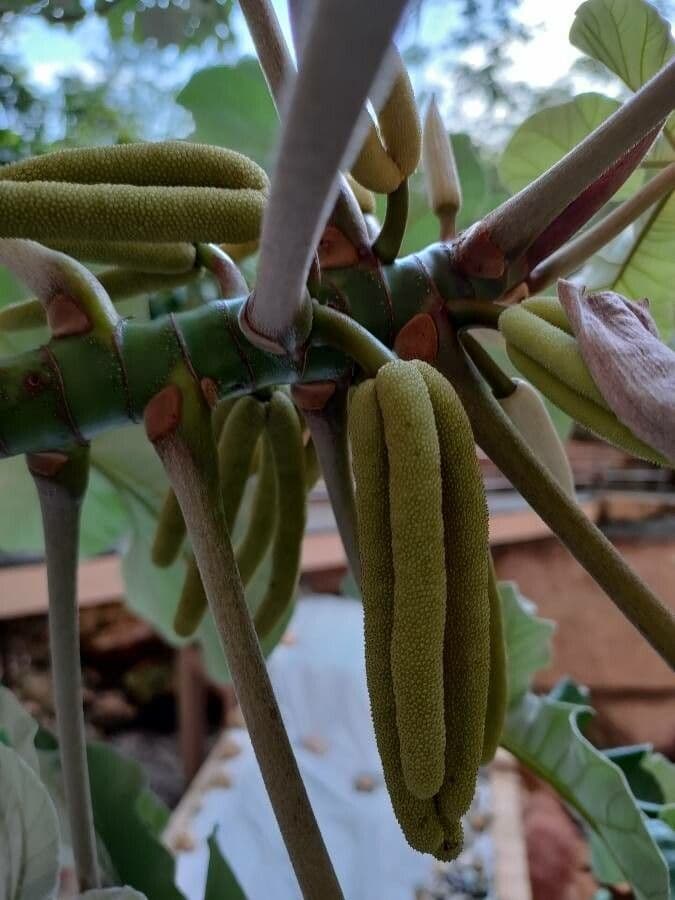 Cecropia 8