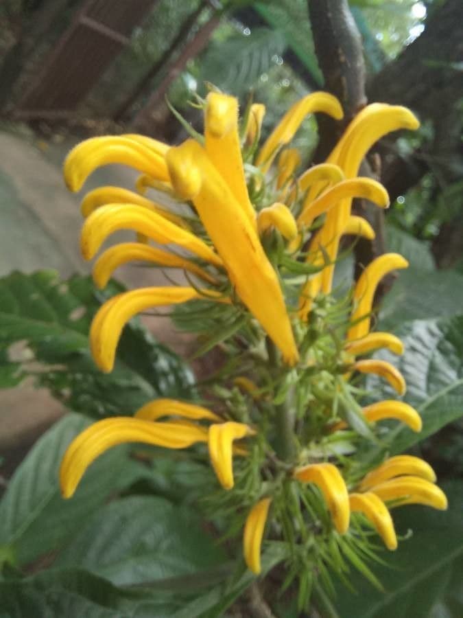 Giustizia dorata 4
