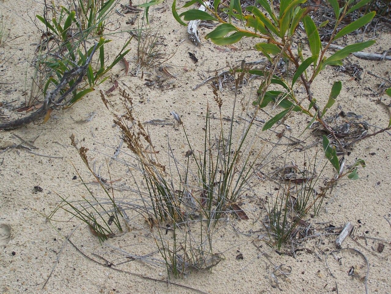 Junco marítimo 15