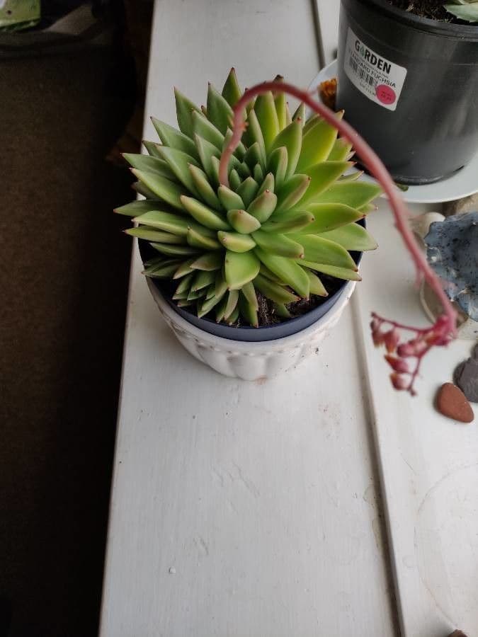 Echeveria 3