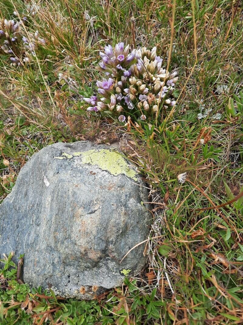 Genzianella ramosa 10