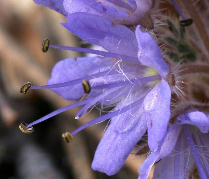 Hydrophyllum 3