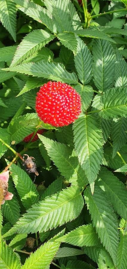 Rubus illecebrosus 4