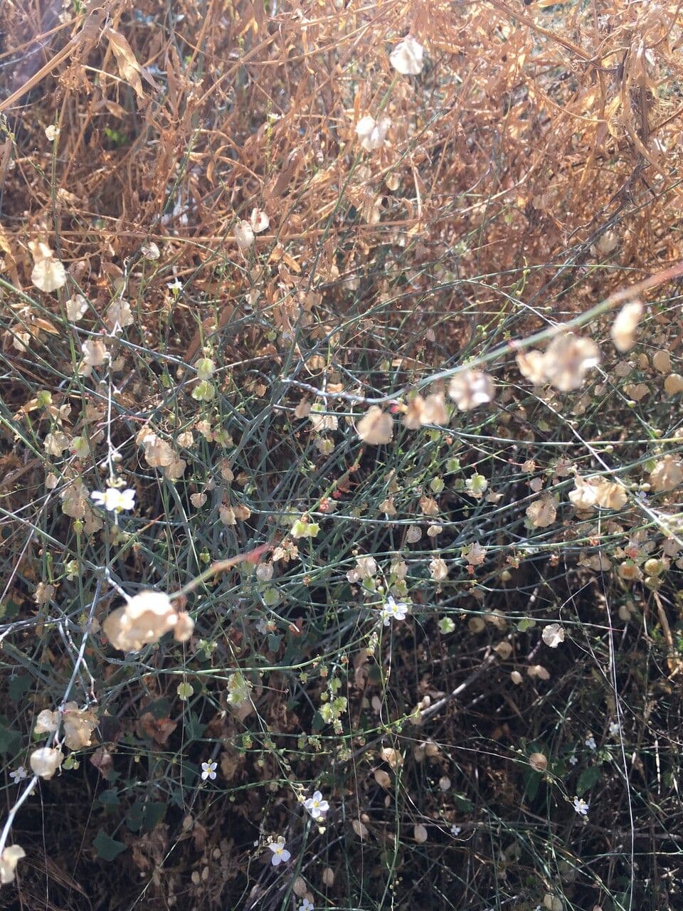 Crambe filiforme